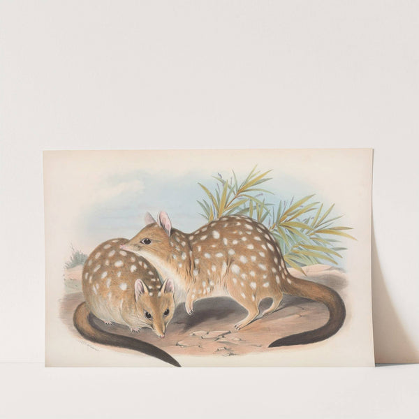 The mammals of Australia Pl.030 by John Gould