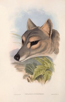 The mammals of Australia Pl.031