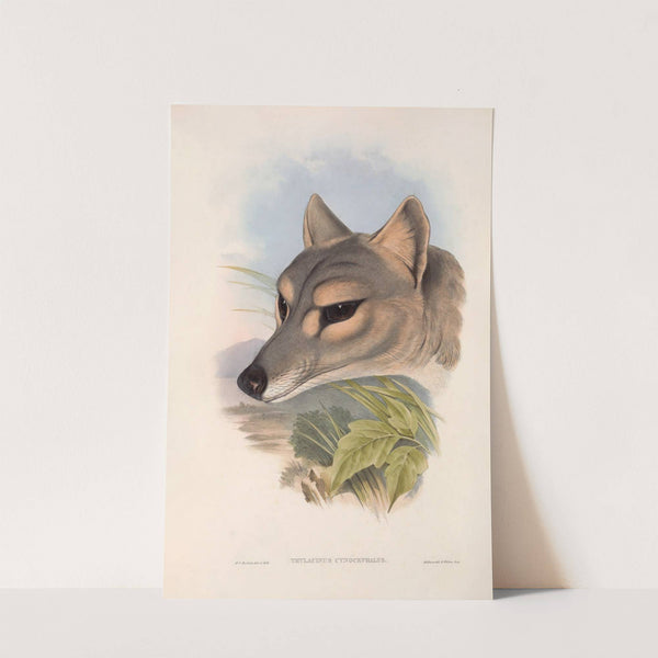 The mammals of Australia Pl.031 by John Gould