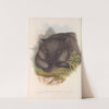 The mammals of Australia Pl.033 by John Gould