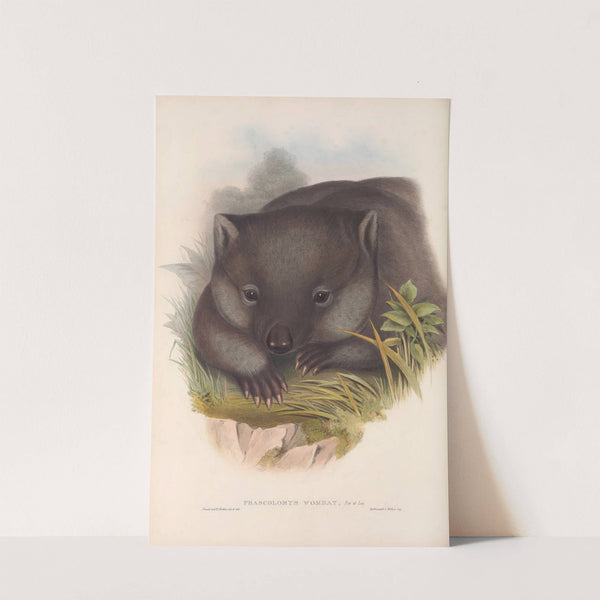 The mammals of Australia Pl.033 by John Gould