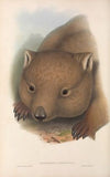 The mammals of Australia Pl.034