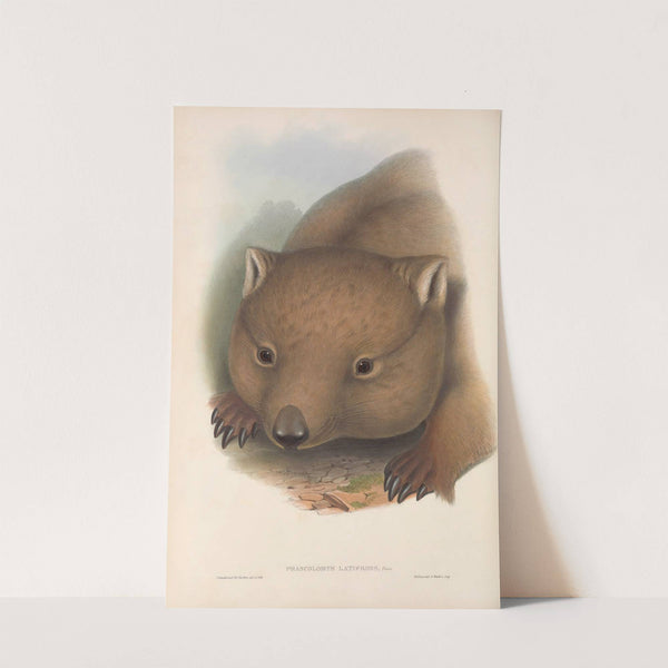 The mammals of Australia Pl.034 by John Gould