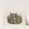 The mammals of Australia Pl.035 by John Gould