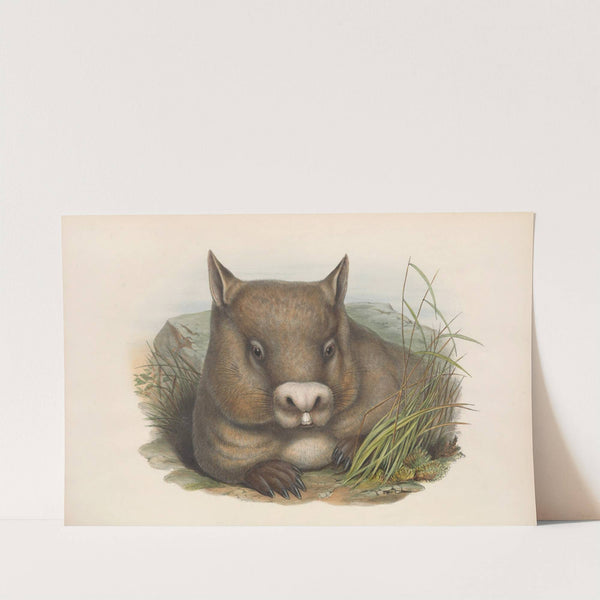 The mammals of Australia Pl.035 by John Gould