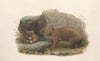 The mammals of Australia Pl.036