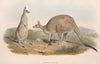 The mammals of Australia Pl.038