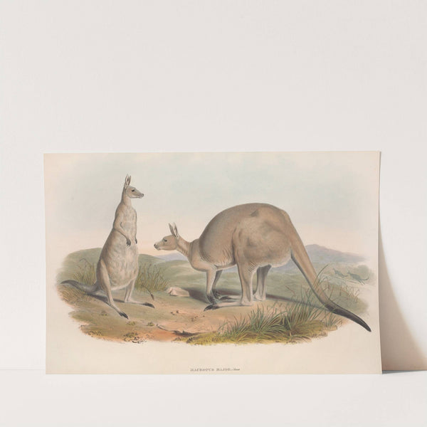 The mammals of Australia Pl.038 by John Gould