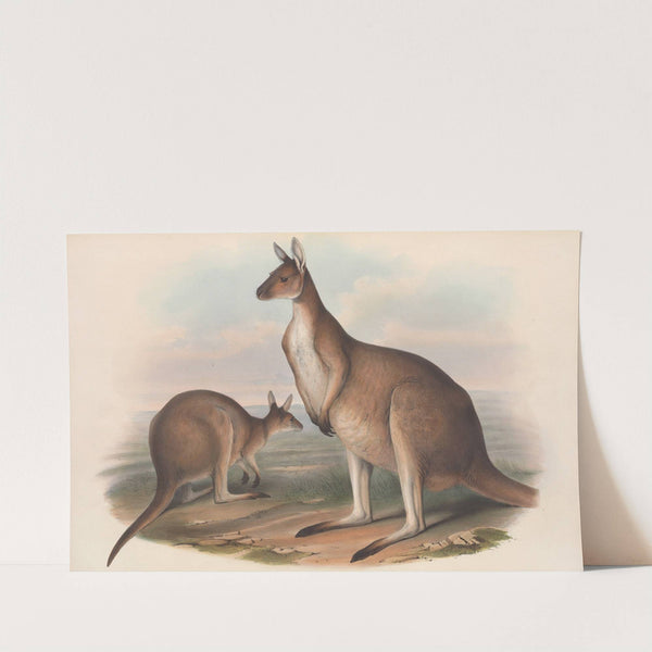 The mammals of Australia Pl.040 by John Gould