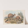 The mammals of Australia Pl.041 by John Gould