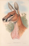 The mammals of Australia Pl.042