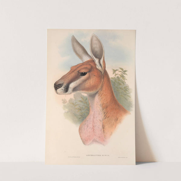 The mammals of Australia Pl.042 by John Gould