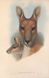 The mammals of Australia Pl.044