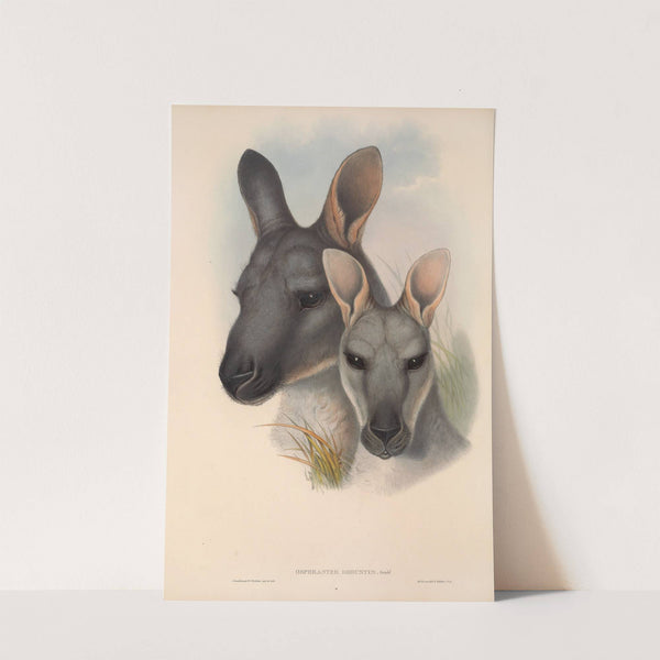 The mammals of Australia Pl.046 by John Gould