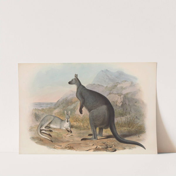 The mammals of Australia Pl.047 by John Gould