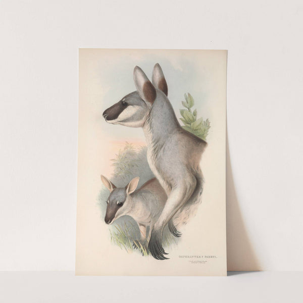 The mammals of Australia Pl.048 by John Gould