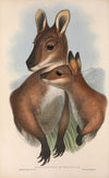 The mammals of Australia Pl.050