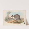 The mammals of Australia Pl.053 by John Gould