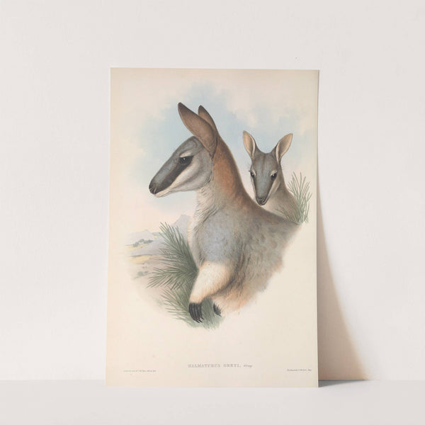 The mammals of Australia Pl.054 by John Gould