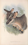 The mammals of Australia Pl.056