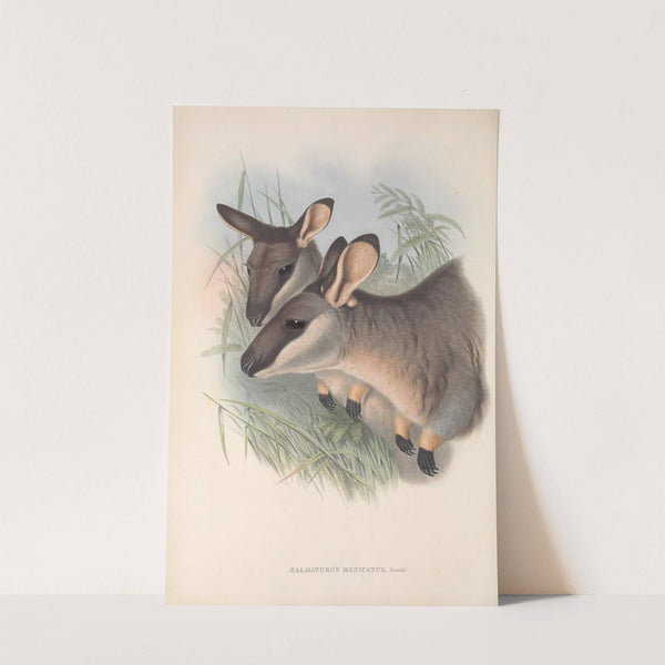 The mammals of Australia Pl.056 by John Gould