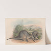 The mammals of Australia Pl.057 by John Gould