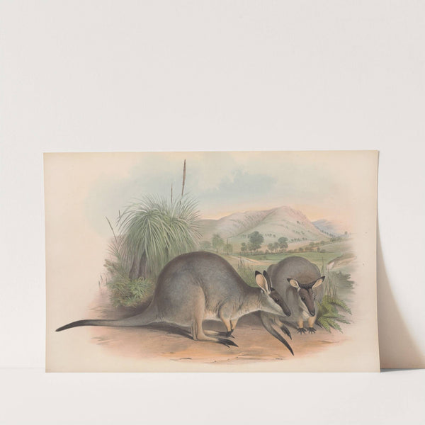 The mammals of Australia Pl.057 by John Gould