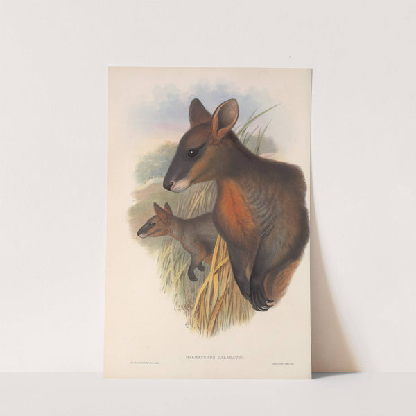 The mammals of Australia Pl.058 by John Gould