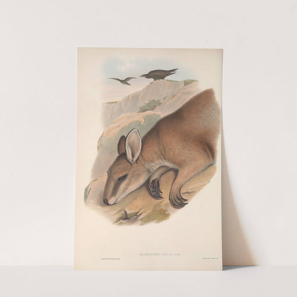 The mammals of Australia Pl.060 by John Gould