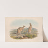 The mammals of Australia Pl.061 by John Gould