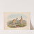 The mammals of Australia Pl.061 by John Gould