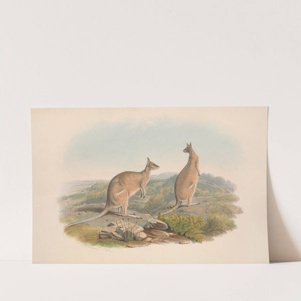 The mammals of Australia Pl.061 by John Gould