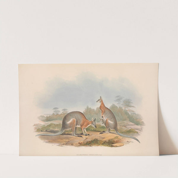 The mammals of Australia Pl.063 by John Gould