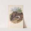 The mammals of Australia Pl.064 by John Gould