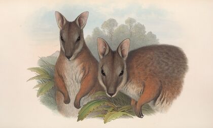 The mammals of Australia Pl.065
