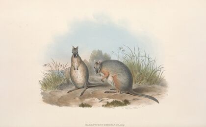 The mammals of Australia Pl.066