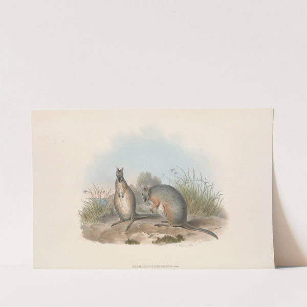 The mammals of Australia Pl.066 by John Gould
