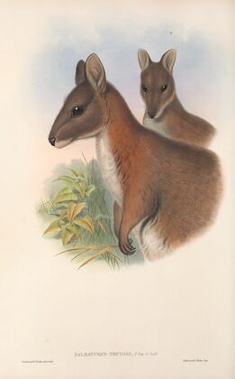 The mammals of Australia Pl.067