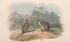 The mammals of Australia Pl.068