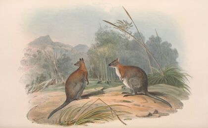 The mammals of Australia Pl.068