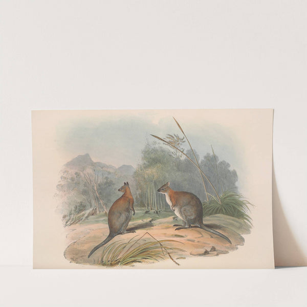 The mammals of Australia Pl.068 by John Gould