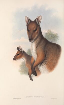 The mammals of Australia Pl.069
