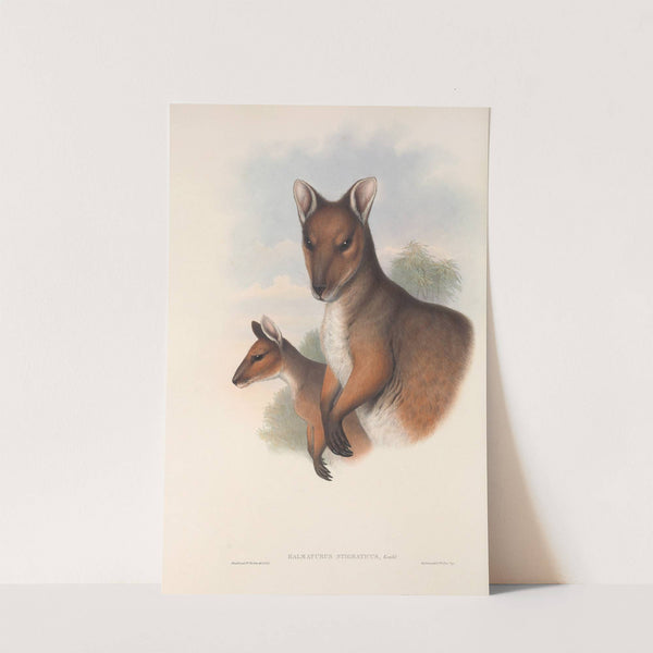 The mammals of Australia Pl.069 by John Gould