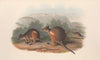 The mammals of Australia Pl.070
