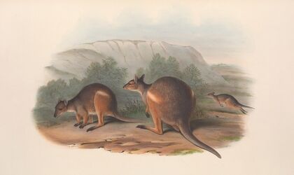 The mammals of Australia Pl.070