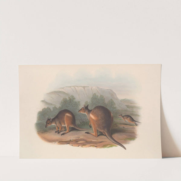 The mammals of Australia Pl.070 by John Gould