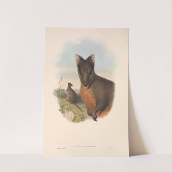 The mammals of Australia Pl.071 by John Gould