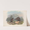 The mammals of Australia Pl.072 by John Gould