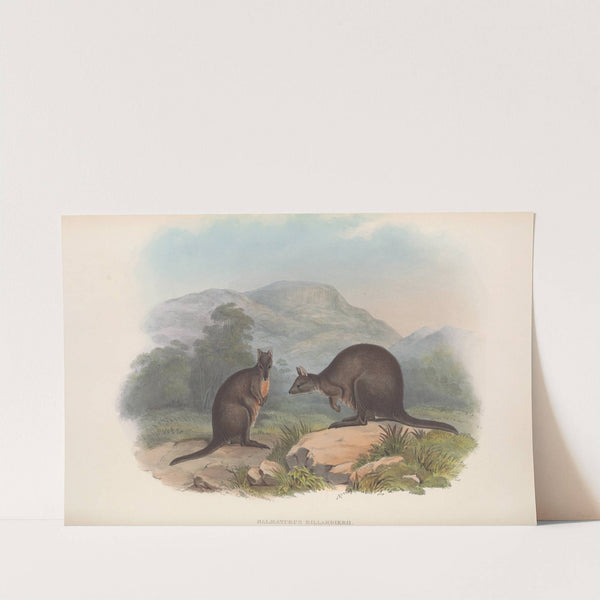 The mammals of Australia Pl.072 by John Gould