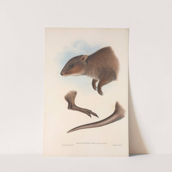 The mammals of Australia Pl.073 by John Gould